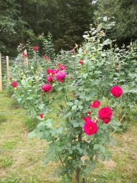 Rose aus speziellen deutschen Rosenz&uuml;chtung