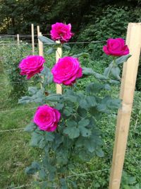 Rose aus speziellen deutschen Rosenz&uuml;chtung